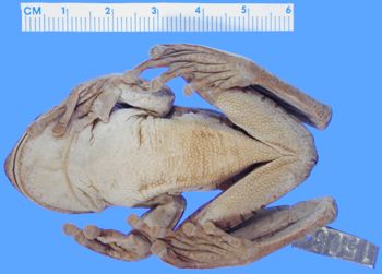 Media type: image; Herpetology A-1508